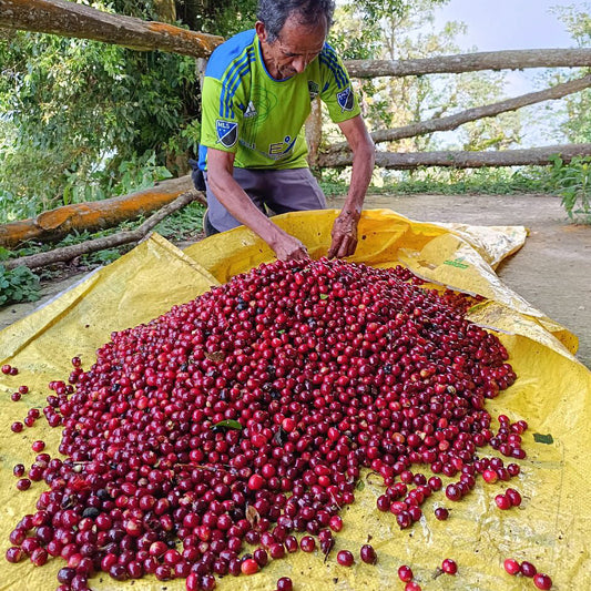 % El Salvador - Gesha - Anaerobic Natural