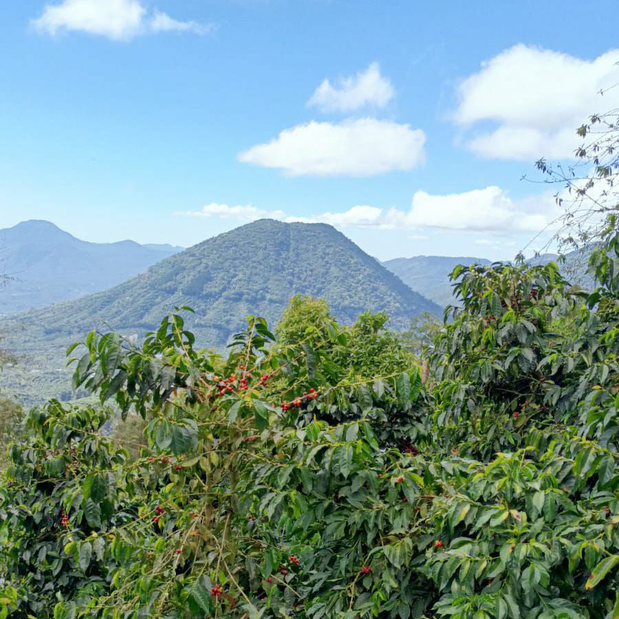 % El Salvador - Gesha - Honey Carbonic Maceration