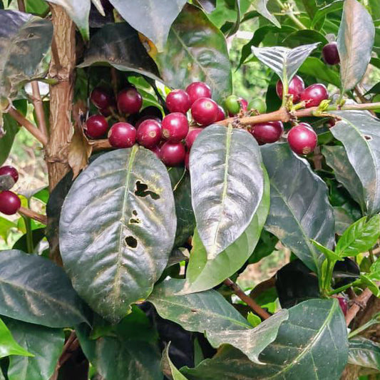 % Ethiopia - Natural Sidama