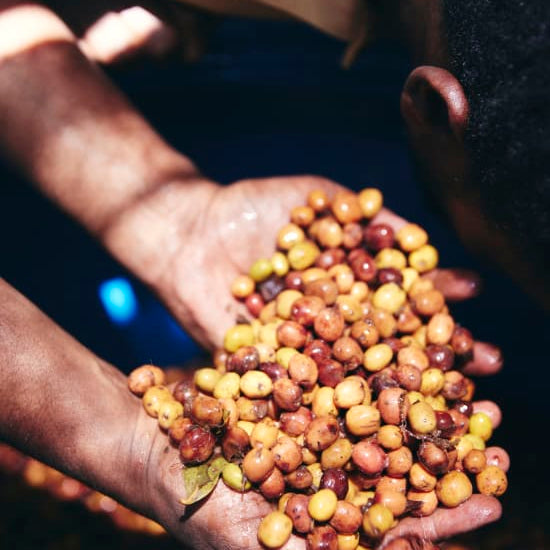 % Ethiopia - Natural Sidama