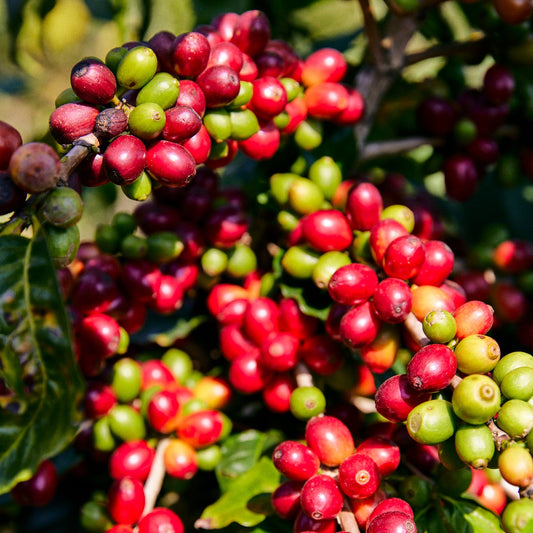 % Mexico - Finca Pocitos - Mundo Maya - Natural