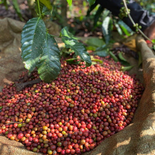 % Rwanda Dukoere Kawa Bokure - Anaeorobic