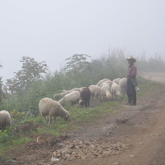 % Guatemala Cuilco Huehuetenango - Juan Daniel Medina - Caturra