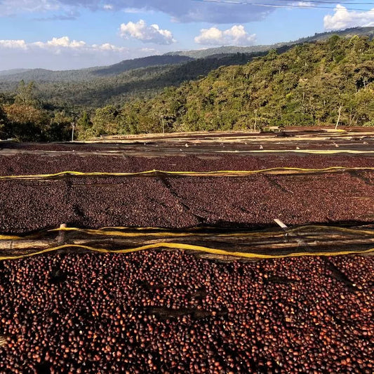 % Ethiopia Adado Natural