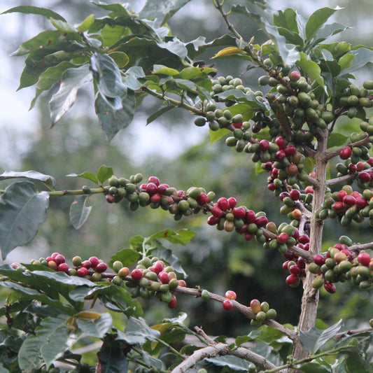 % Indonesia Sumatra - Gayo - Hendra Maulizar