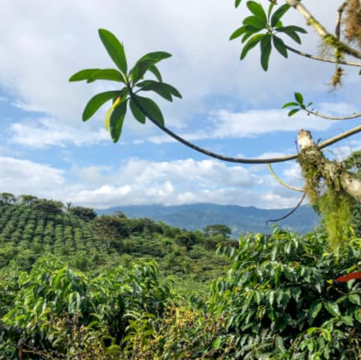 % Ecuador - Finca Carolina