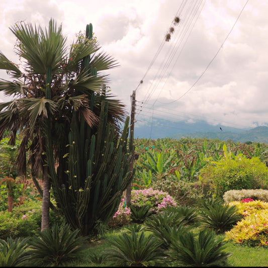 % Colombia Huila El Mirador